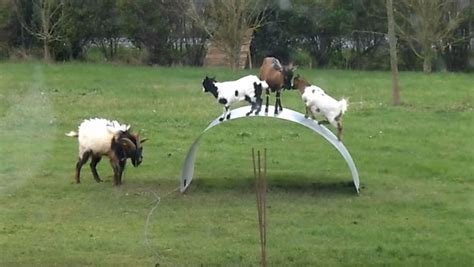 goats on sheet metal|FUNNY GOATS BALANCING ON A FLEXIBLE METAL RIBBON .